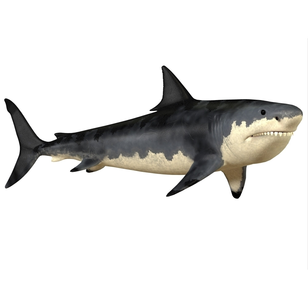 Megalodon shark an enormous predator from the Cenozoic Era Poster Print Image 2