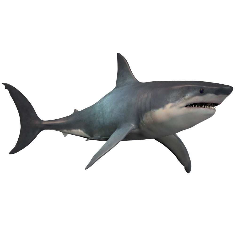 Megalodon shark an enormous predator from the Cenozoic Era Poster Print Image 2