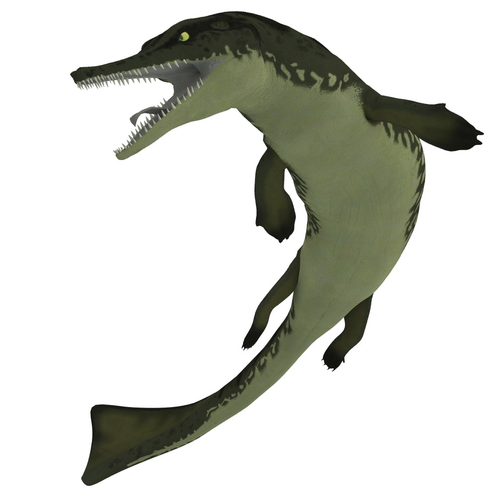 Metriorhynchus an extinct genus of crocodyliform from the Jurassic Period Poster Print Image 2