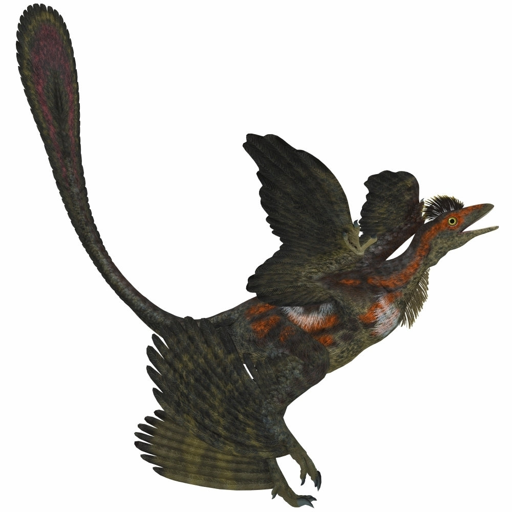 Microraptor an extinct small flying dinosaur from the Cretaceous Period Poster Print Image 2