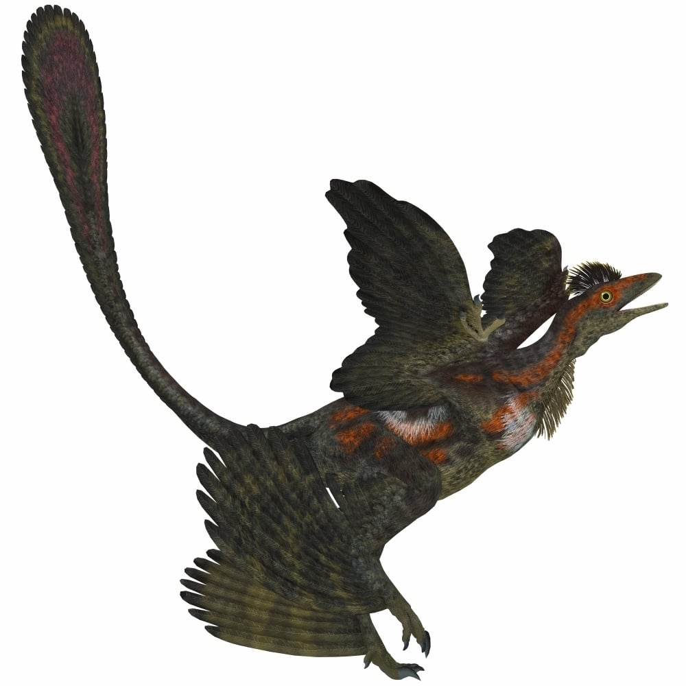 Microraptor an extinct small flying dinosaur from the Cretaceous Period Poster Print Image 1