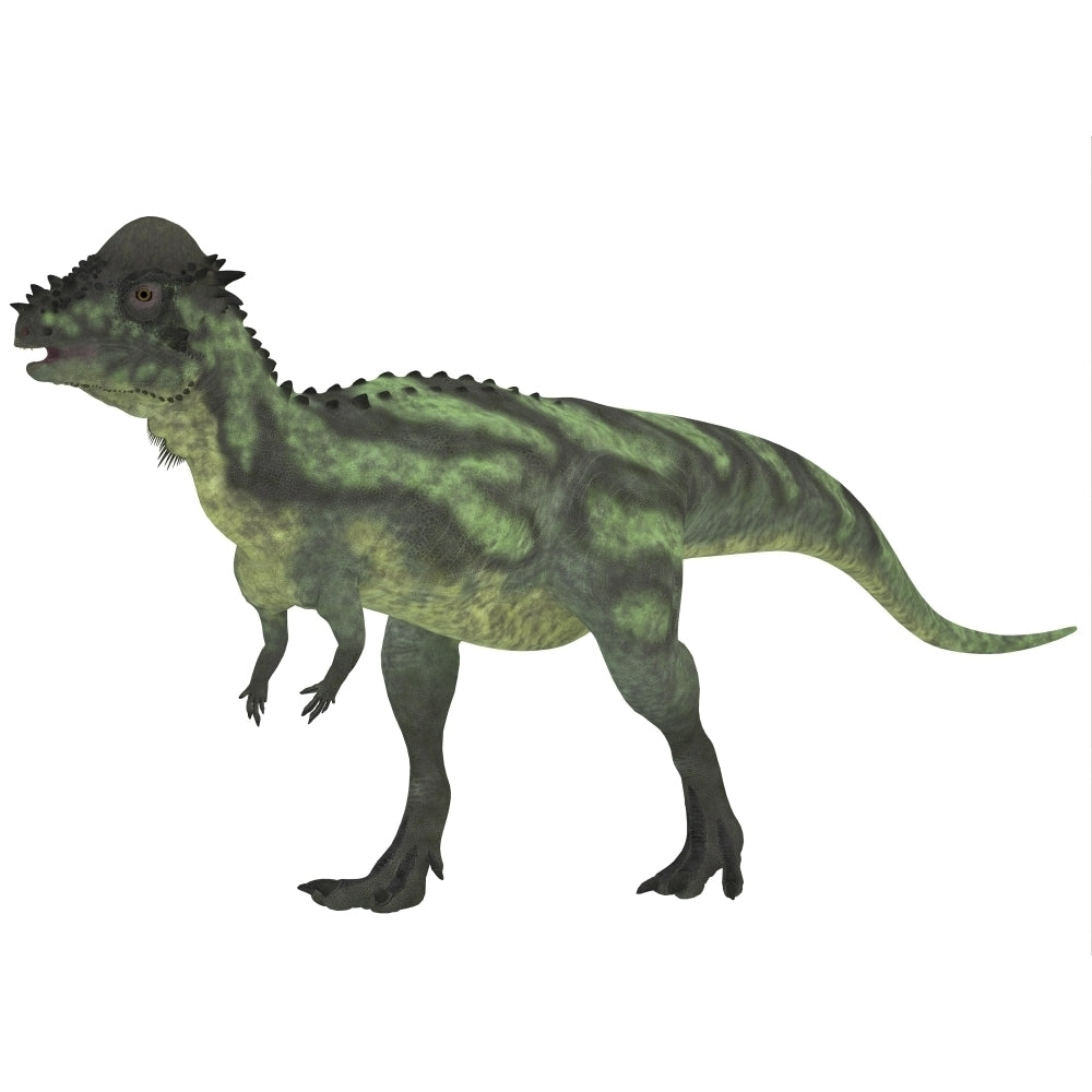 Pachycephalosaurus a biped dinosaur from the Cretaceous Period Poster Print Image 2