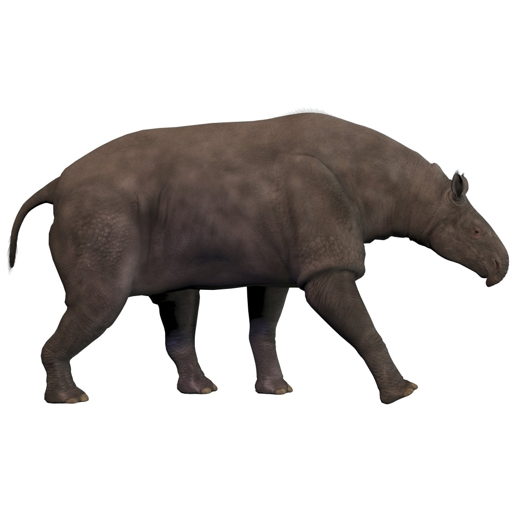 Paraceratherium an extinct rhinoceros-like mammal Poster Print Image 2