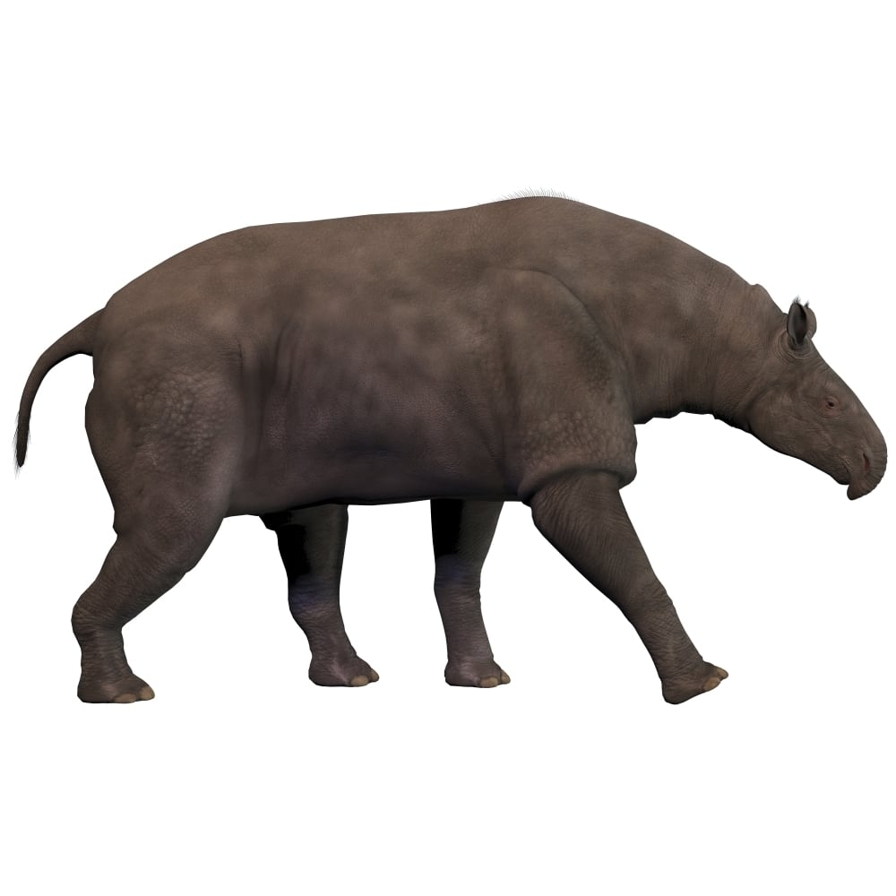 Paraceratherium an extinct rhinoceros-like mammal Poster Print Image 1