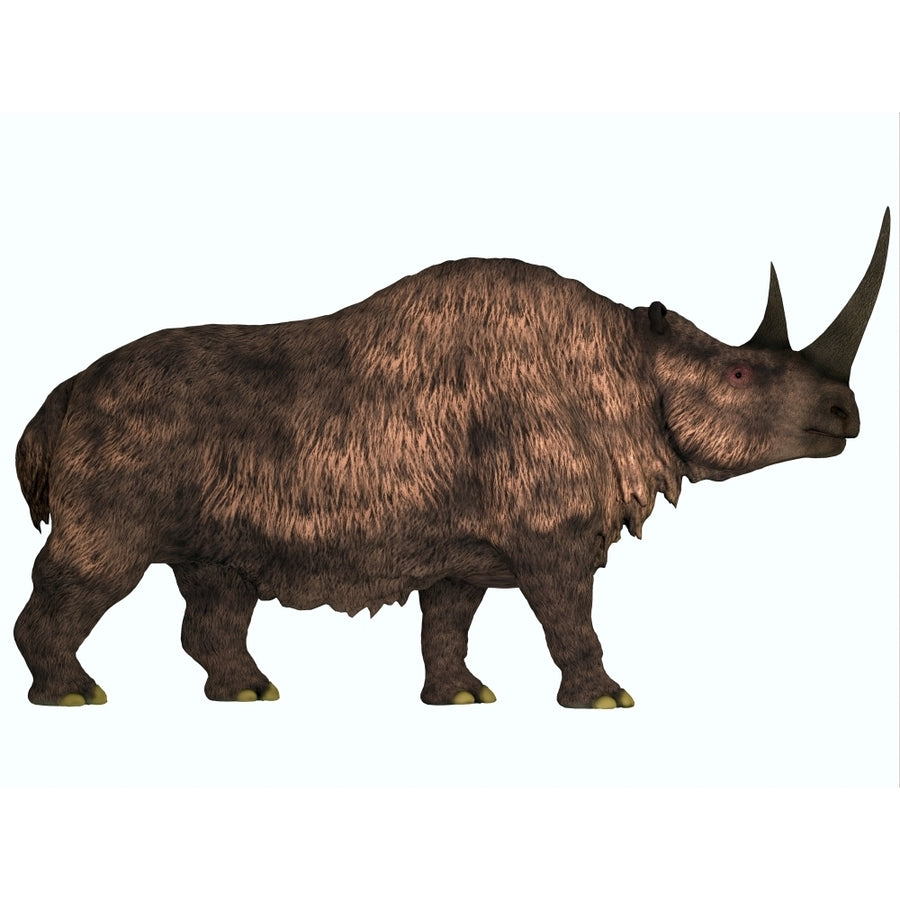 Woolly Rhinoceros an extinct mammal from the Pleistocene Period Poster Print Image 1