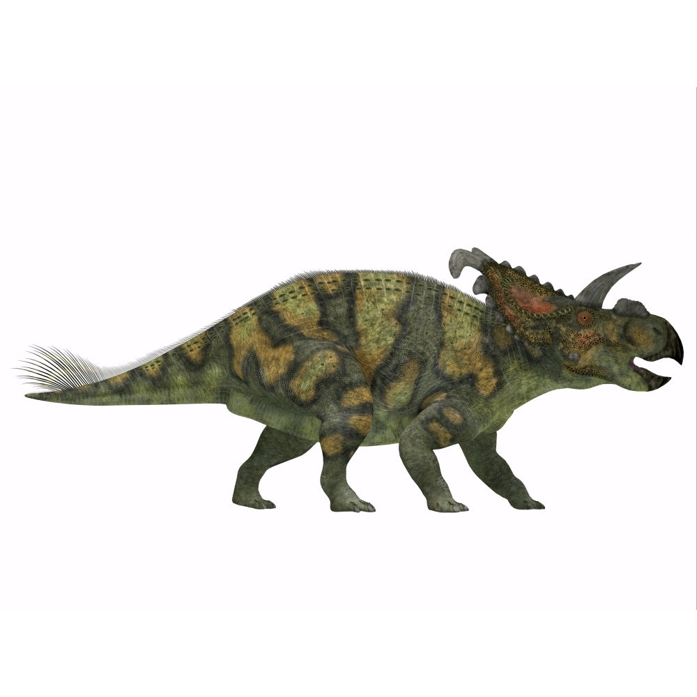 Albertaceratops dinosaur from the Upper Cretaceous Era Poster Print Image 2