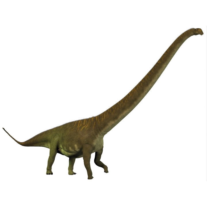 Mamenchisaurus a plant-eating sauropod dinosaur Poster Print Image 1