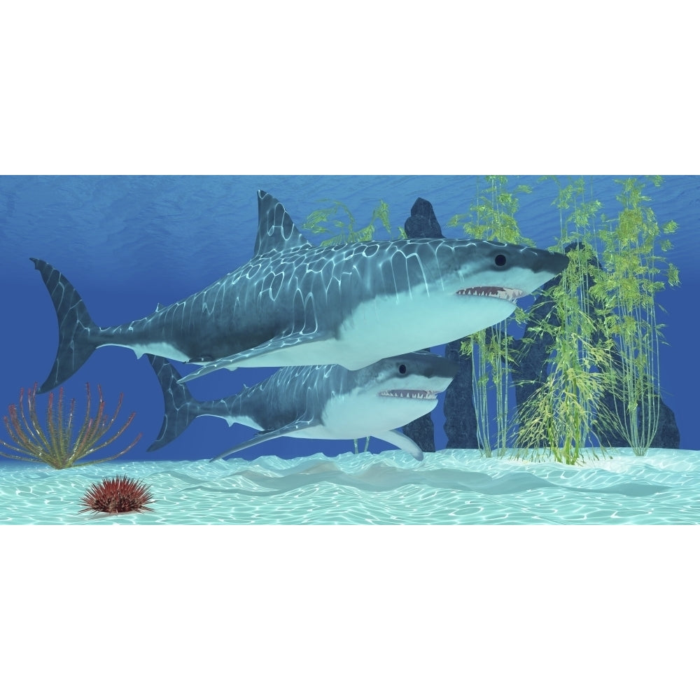 Two Megalodon sharks from the Cenozoic Era Poster Print Image 2