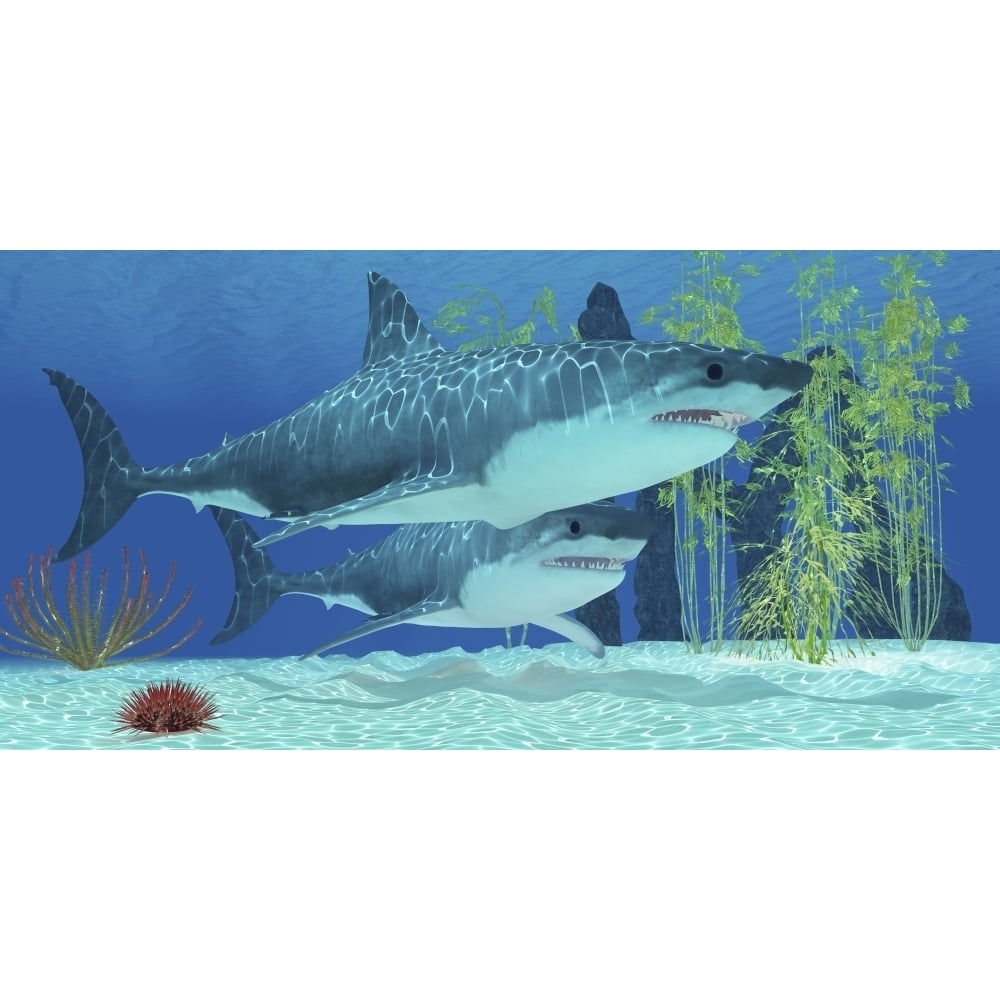 Two Megalodon sharks from the Cenozoic Era Poster Print Image 1