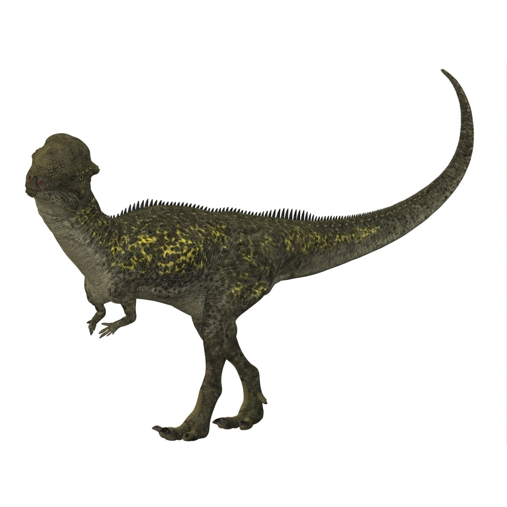 Stegoceras was a herbivorous dinosaur that lived during the Cretaceous Period Poster Print Image 2