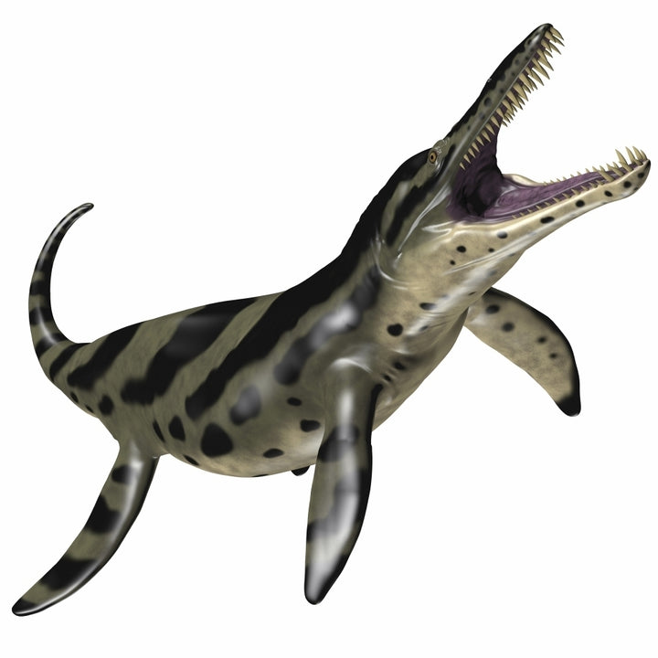 Kronosaurus was a marine reptile from the Cretaceous period Poster Print Image 2