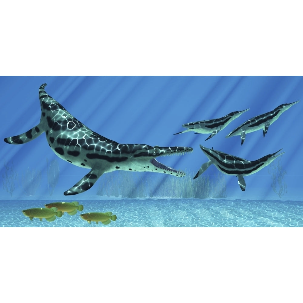 A group of Dolichorhynchops try to escape from a huge Kronosaurus Poster Print Image 1