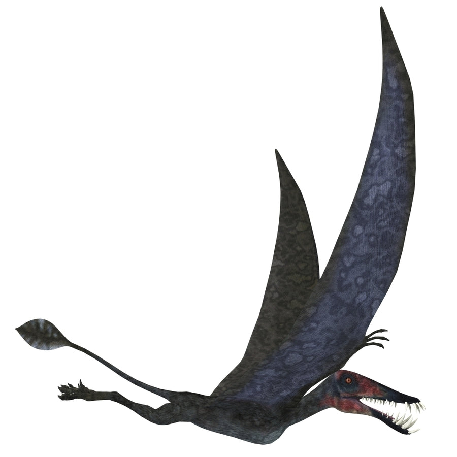 Dorygnathus pterosaur from the Jurassic Period Poster Print Image 1