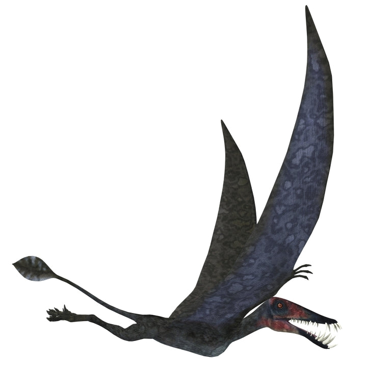 Dorygnathus pterosaur from the Jurassic Period Poster Print Image 2