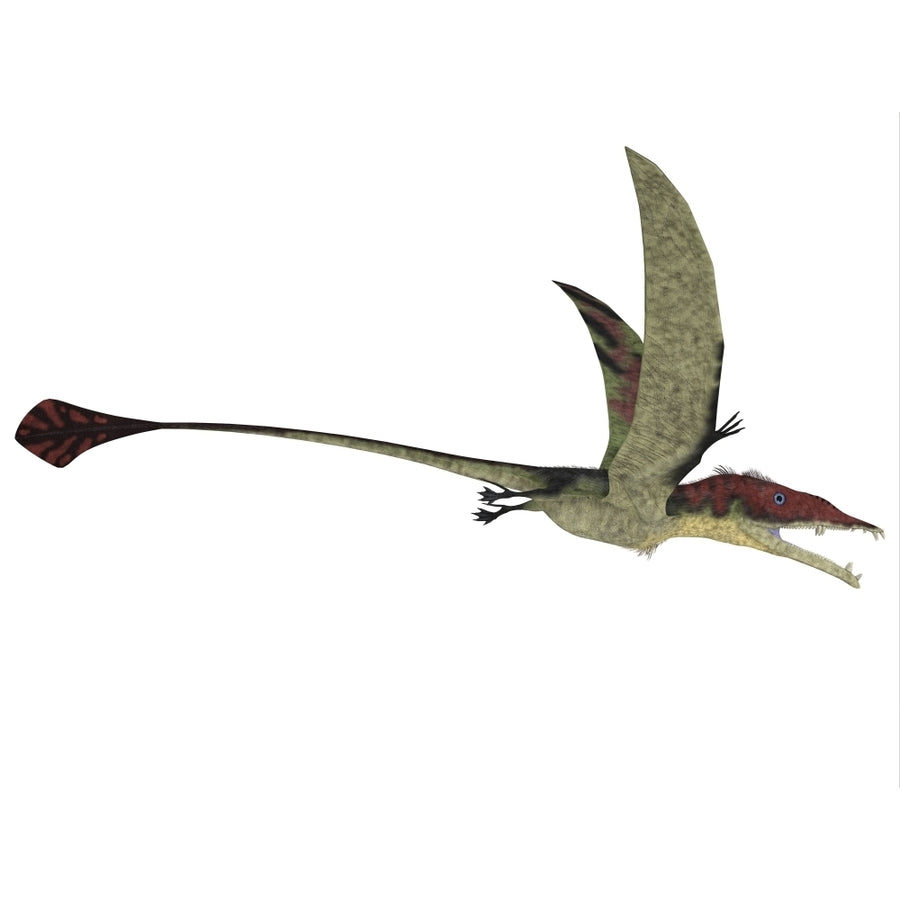 Eudimorphodon is a flying reptile that lived during the Triassic period Poster Print Image 1