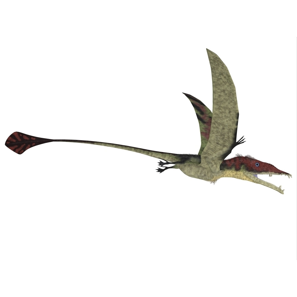 Eudimorphodon is a flying reptile that lived during the Triassic period Poster Print Image 2