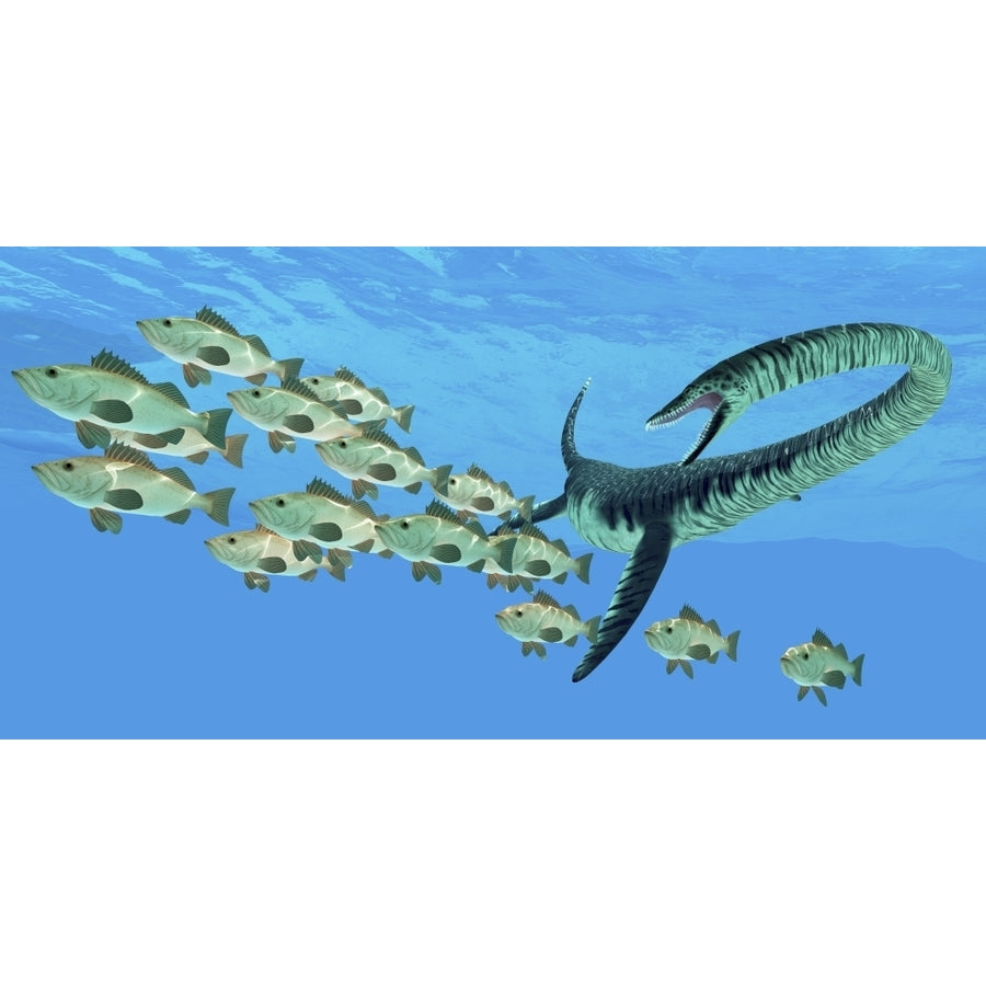 An Elasmosaurus hunts a school of bocaccio fish Poster Print Image 1