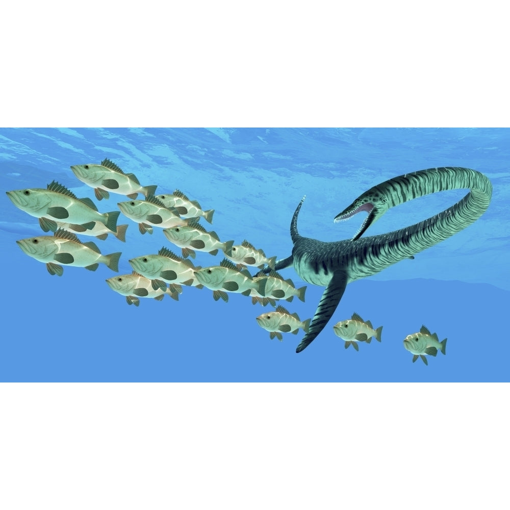 An Elasmosaurus hunts a school of bocaccio fish Poster Print Image 2