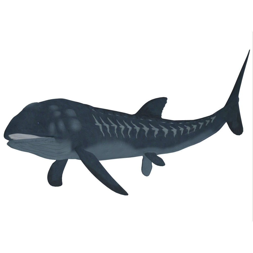 Leedsichthys is an extinct bony fish from the Mesozoic Era Poster Print Image 2