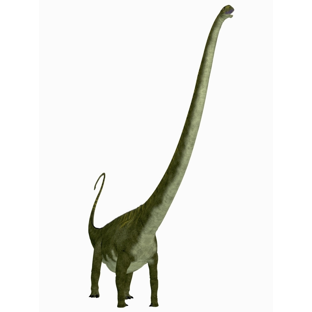 Mamenchisaurus dinosaur Poster Print Image 2