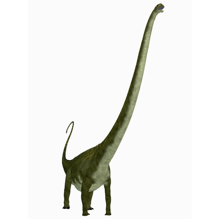 Mamenchisaurus dinosaur Poster Print Image 2