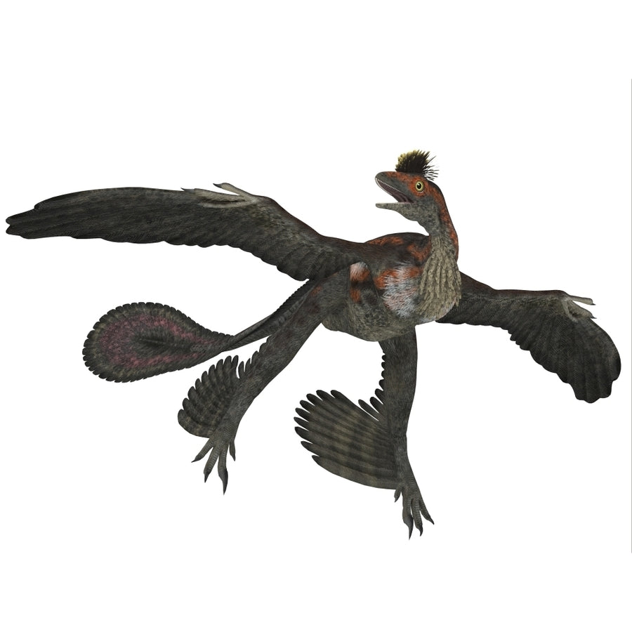 Microraptor dinosaur Poster Print Image 1