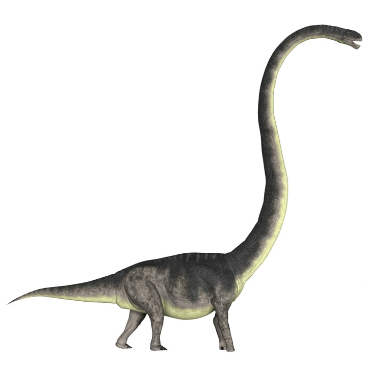 Omeisaurus dinosaur Poster Print Image 1