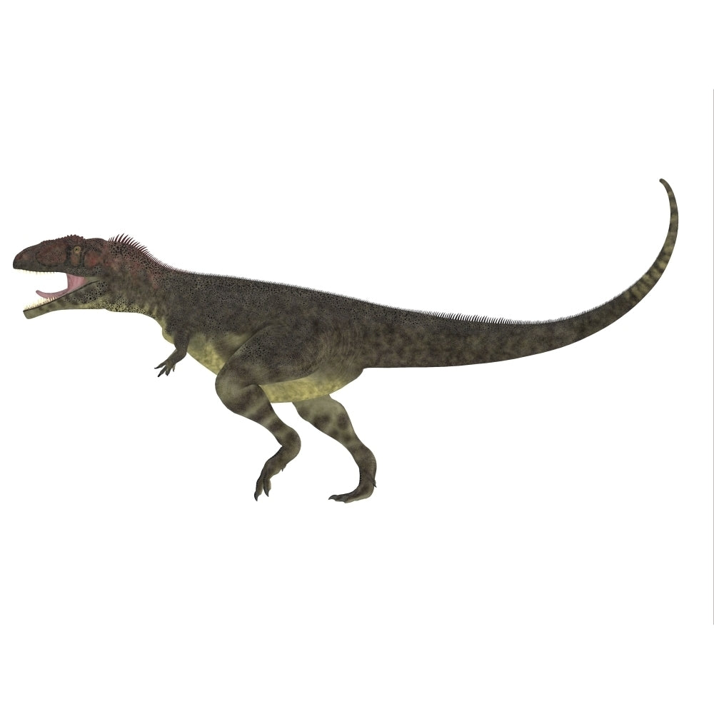 Mapusaurus dinosaur white background Poster Print Image 1