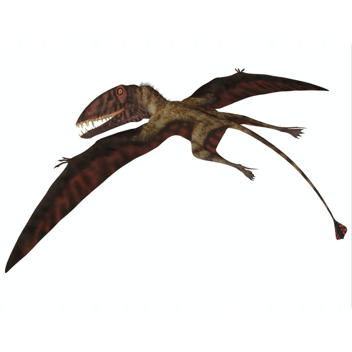 Dimorphodon flying pterosaur Poster Print Image 1