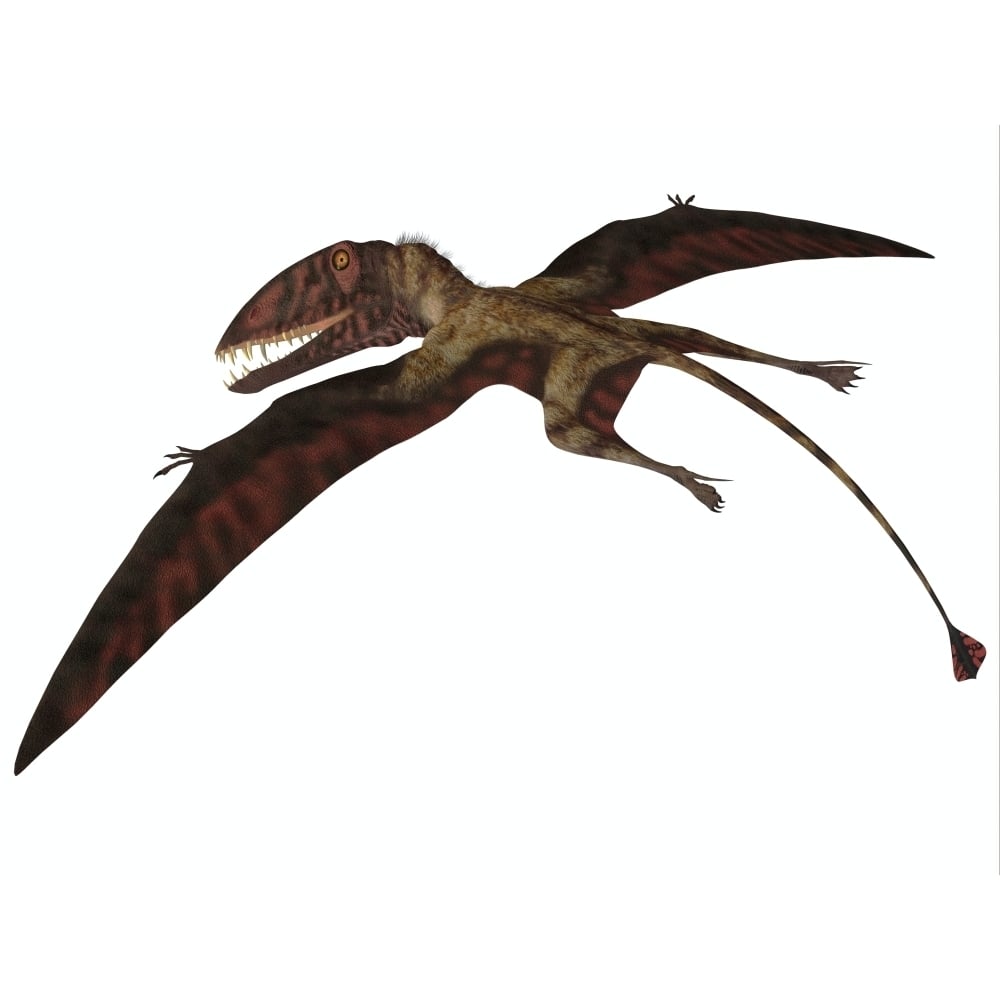 Dimorphodon flying pterosaur Poster Print Image 2