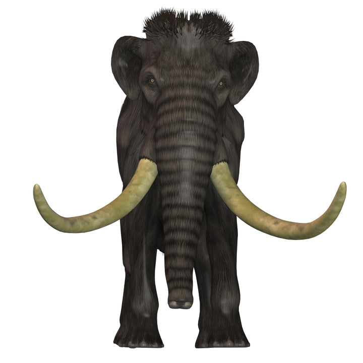 Woolly Mammoth front view Poster Print Image 1