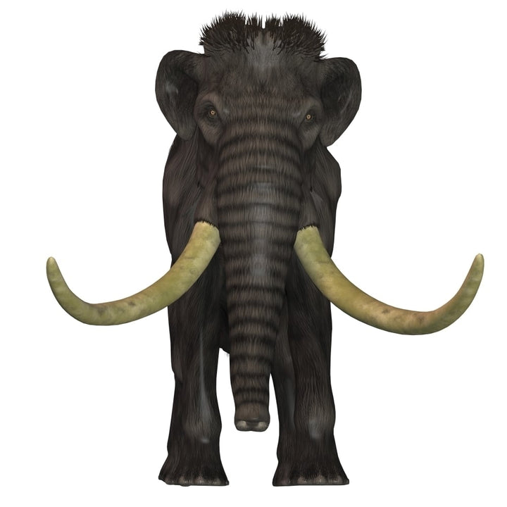 Woolly Mammoth front view Poster Print Image 1