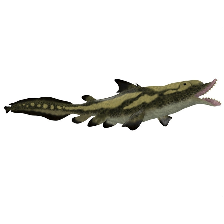 Edestus shark of the Carboniferous period Poster Print Image 1