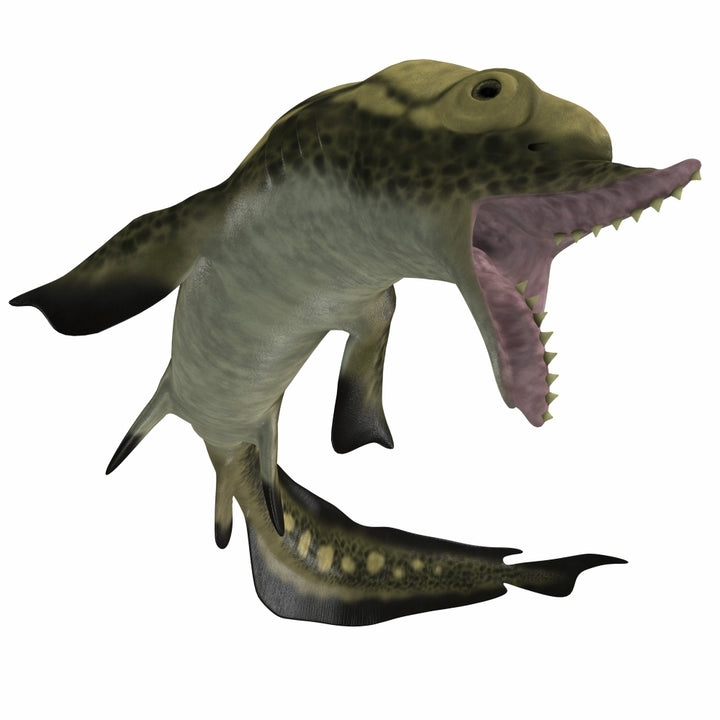 Edestus shark of the Carboniferous period Poster Print Image 1