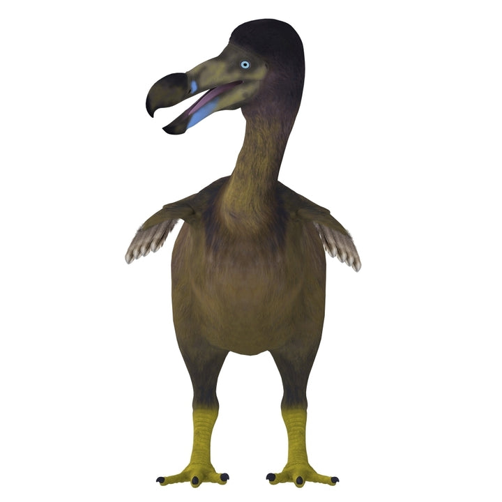 Dodo bird front view Poster Print Image 1