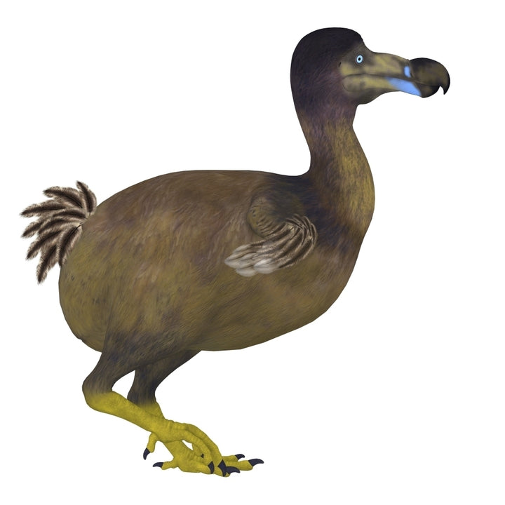 Dodo bird side view Poster Print Image 2