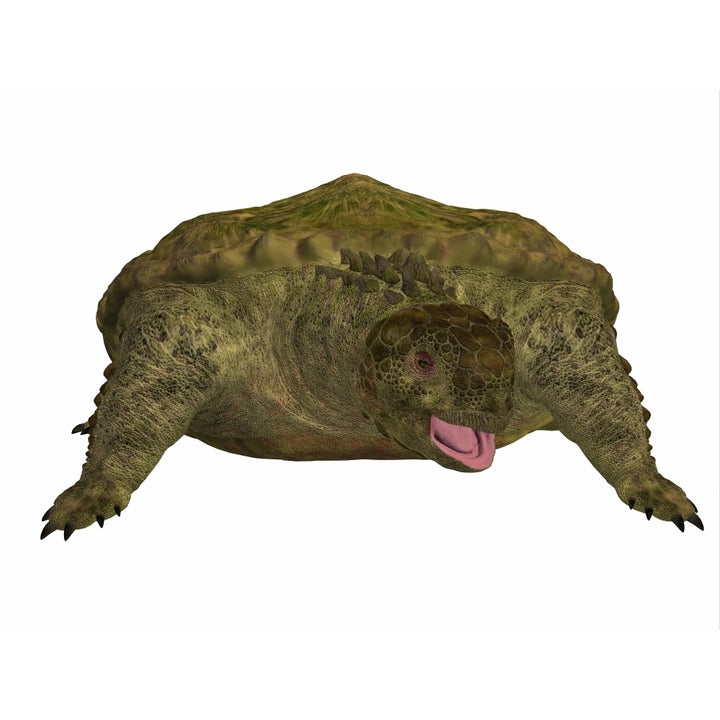 A prehistoric Proganochelys turtle species from the Triassic Period Poster Print Image 2