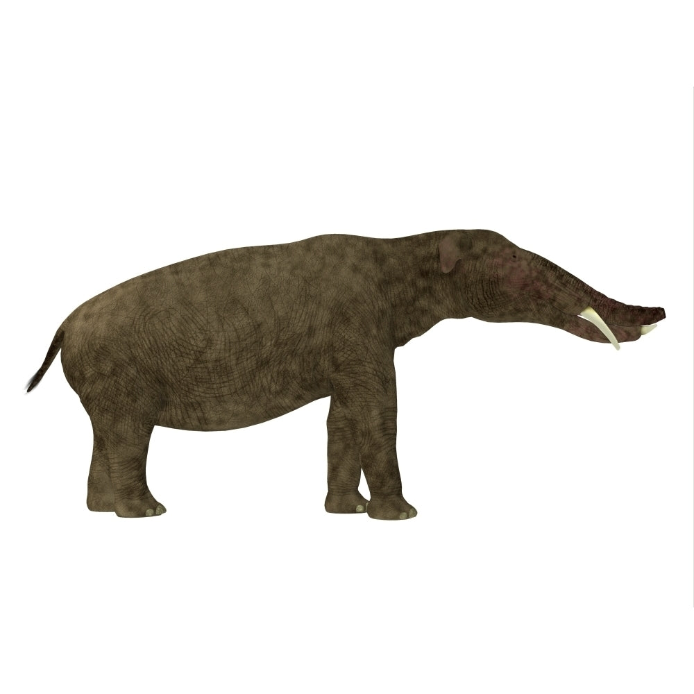 Platybelodon mammal side view Poster Print Image 2