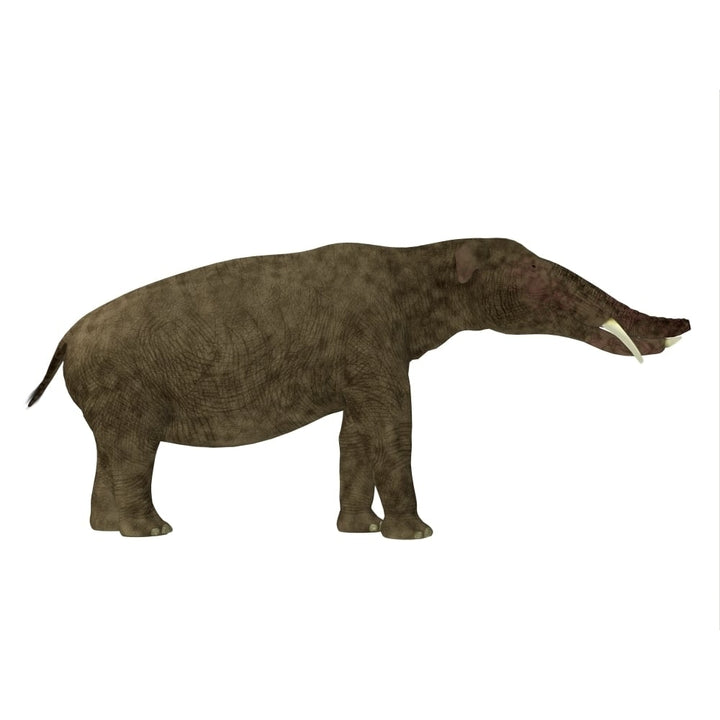 Platybelodon mammal side view Poster Print Image 1