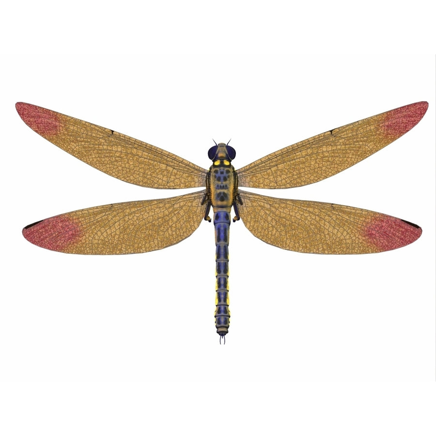 A large Meganeura dragonfly from the Carboniferous period. Poster Print by Corey Ford/Stocktrek Images Image 1