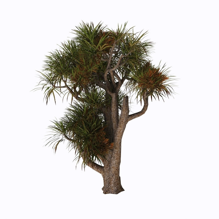 Cordyline australis known as the cabbage palm on white background. Poster Print by Corey Ford/Stocktrek Images Image 1