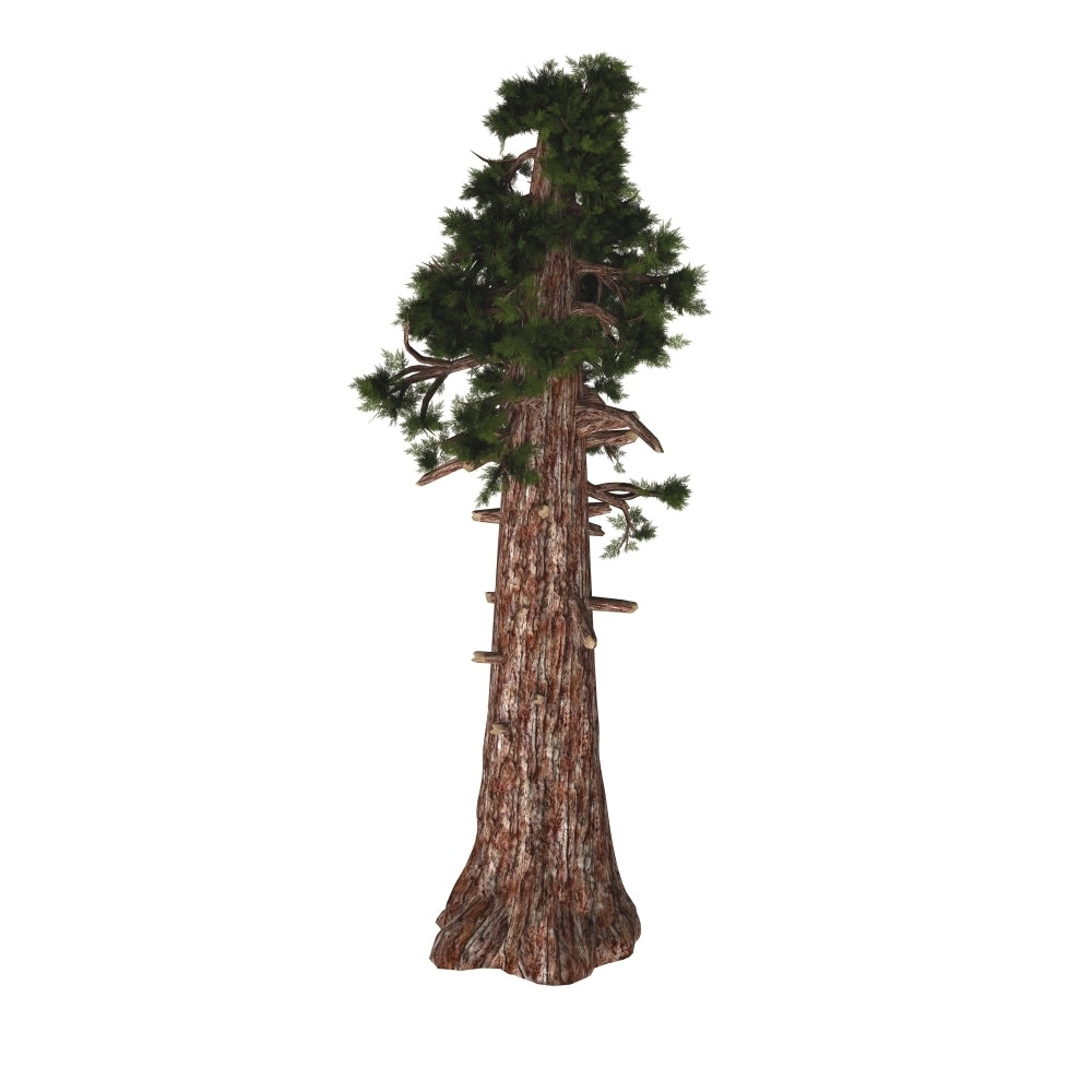 A large Sierra redwood tree on white background. Poster Print by Corey Ford/Stocktrek Images Image 2