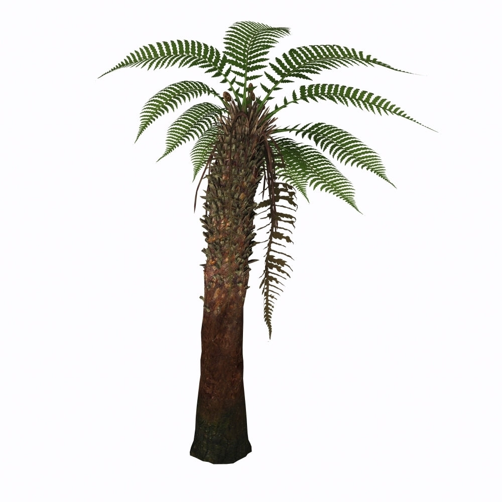 Dicksonia antarctica tree fern. Poster Print by Corey Ford/Stocktrek Images Image 1