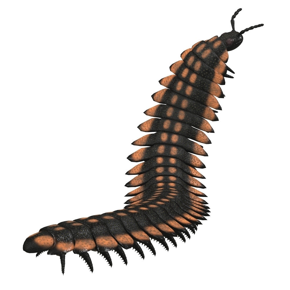 Arthropleura invertebrate on white background. Poster Print by Corey Ford/Stocktrek Images Image 2