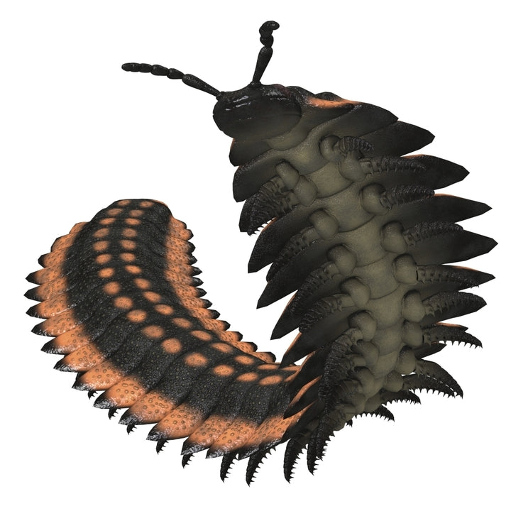 Arthropleura invertebrate on white background. Poster Print by Corey Ford/Stocktrek Images Image 1