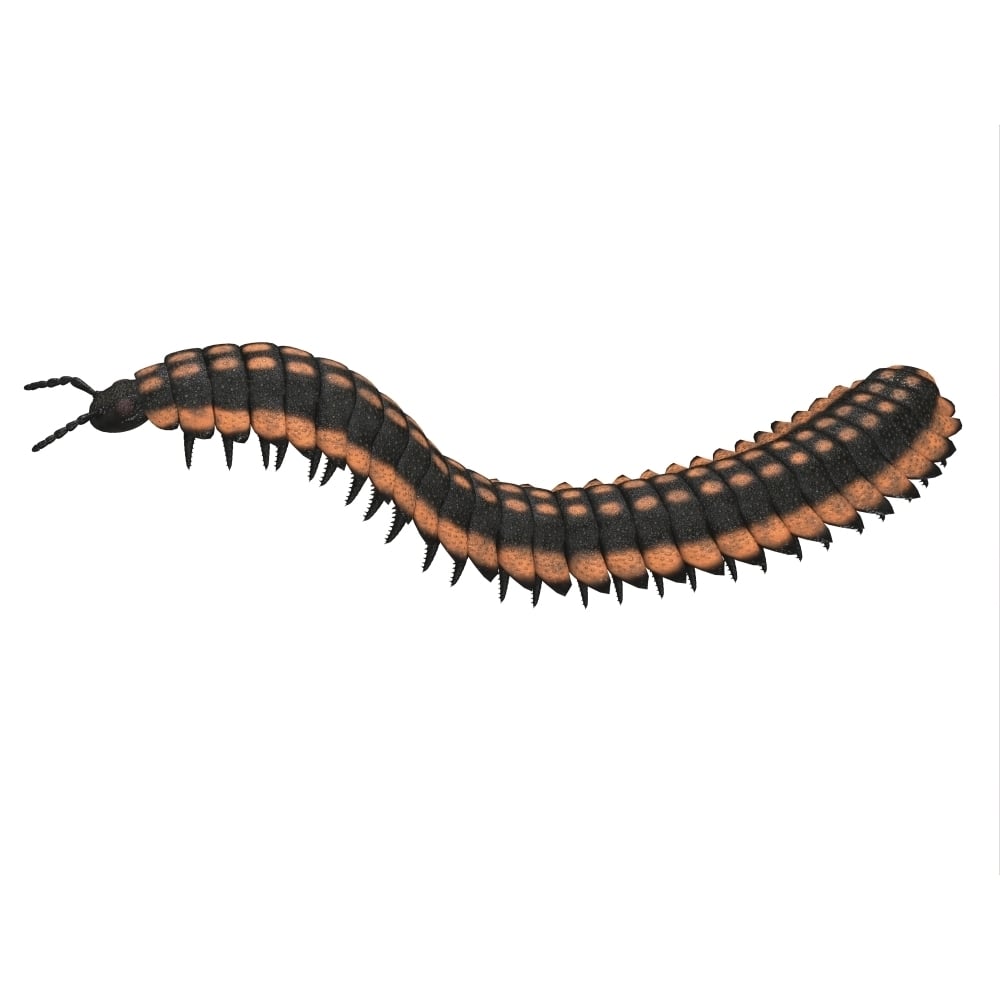 Arthropleura side profile. Poster Print by Corey Ford/Stocktrek Images Image 1