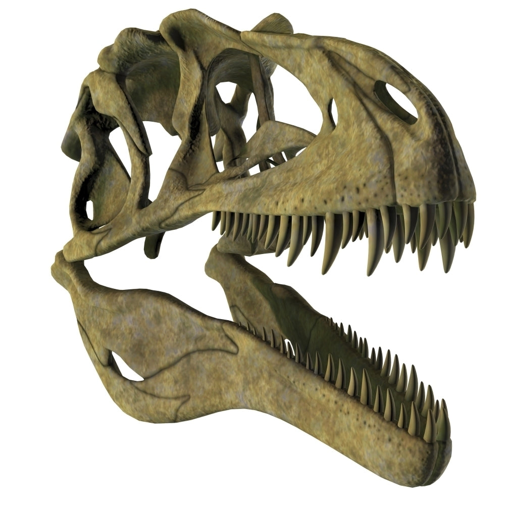 Acrocanthosaurus dinosaur fossil head. Poster Print by Corey Ford/Stocktrek Images Image 2