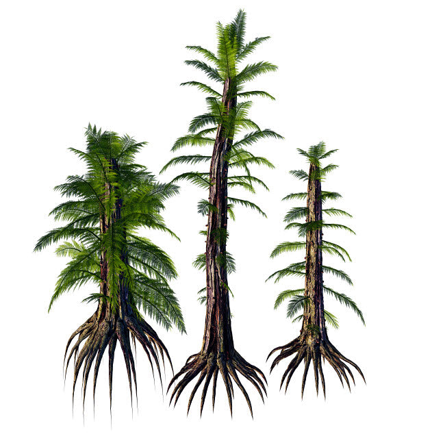 Tempskya tree-like ferns from the Cretaceous period Poster Print by Corey Ford/Stocktrek Images Image 1