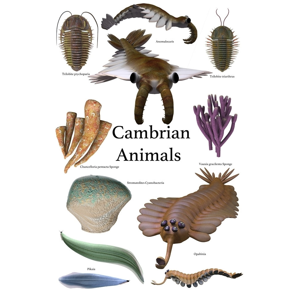 Poster of prehistoric animals during the Cambrian period Poster Print by Corey Ford/Stocktrek Images Image 1