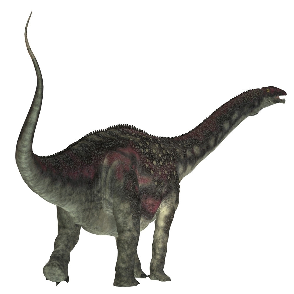 Diamantinasaurus dinosaur rear view. Poster Print by Corey Ford/Stocktrek Images Image 1